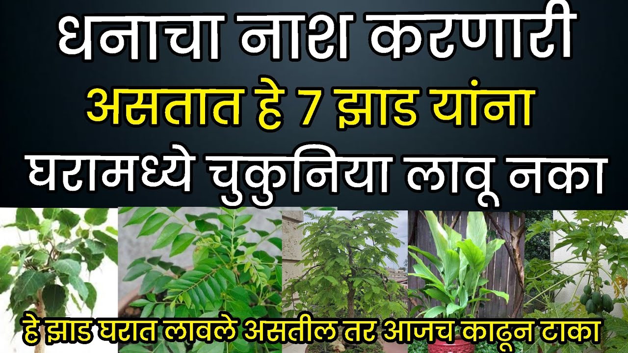 धनाचा नाश करणारी ही 7 झाड घरामध्ये चुकूनही लावू नका घरामध्ये कोणती झाड लावावे व कोणते झाड लावू नये