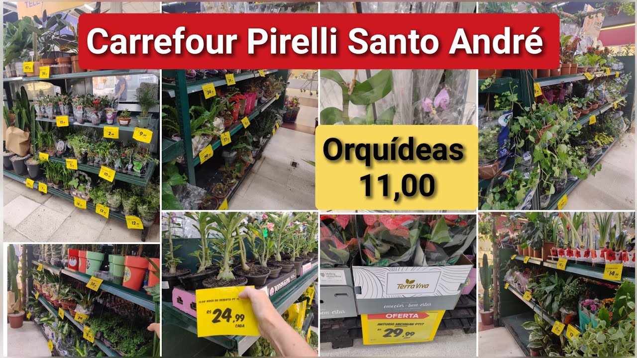   PLANTAS na QUARTA  É NO  CARREFOUR  SANTO ANDRÉ 🪴IMPERDÍVEL ORQUÍDEA 11,00  🌿🪴🌹