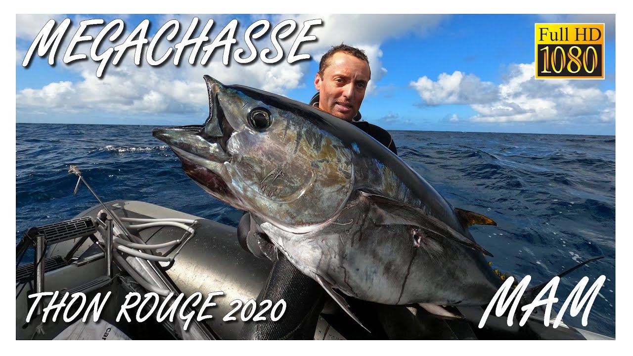 127🐟 MEGACHASSE 🐟 THON ROUGE & Bonites en Chasse sous-marine en Vendée 🐟 #pechesousmarine