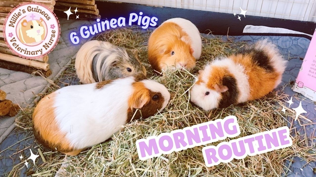 Morning Routine With 6 GUINEA PIGS! - Medicines, Feeding and Cage Cleaning - Veterinary Nurse
