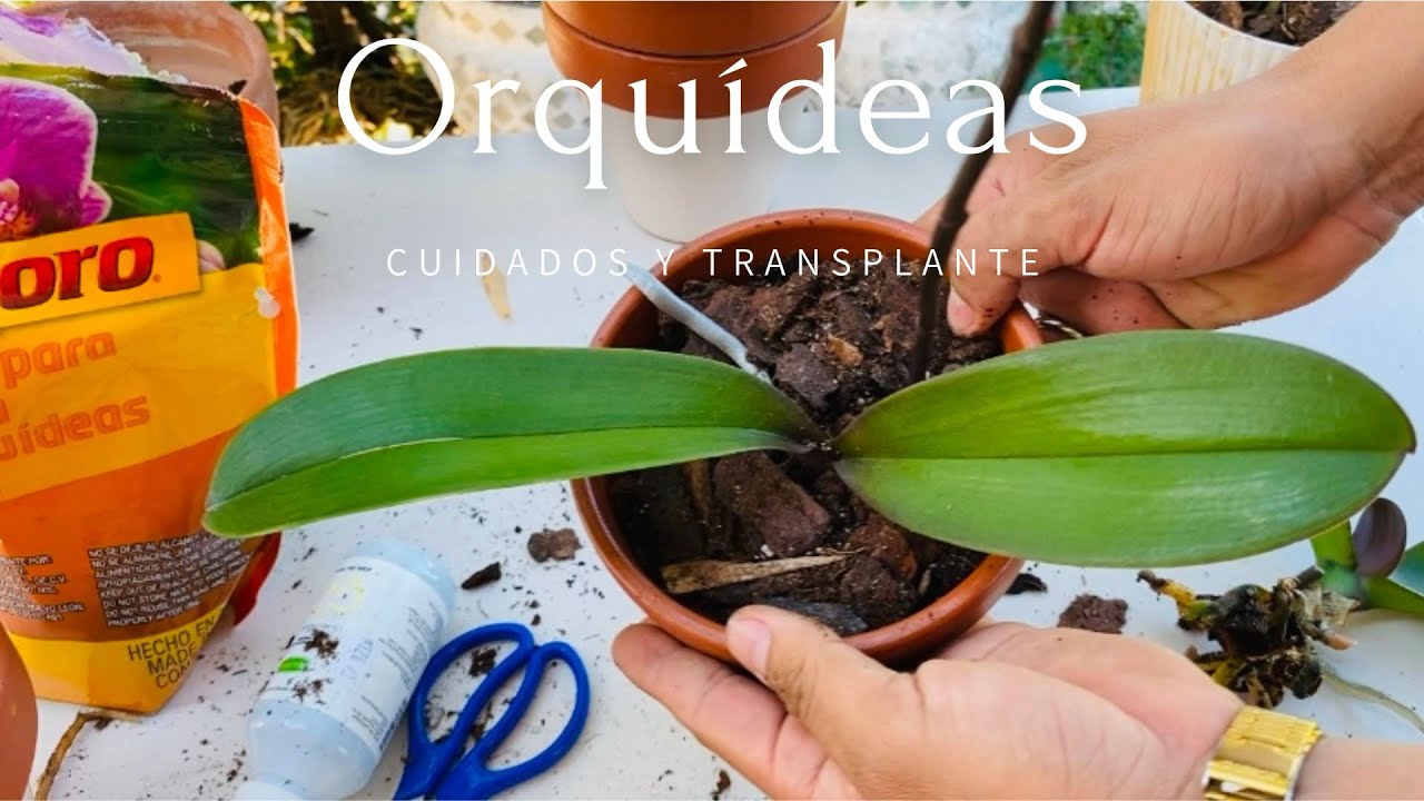 Como cuidar tu primer orquídea