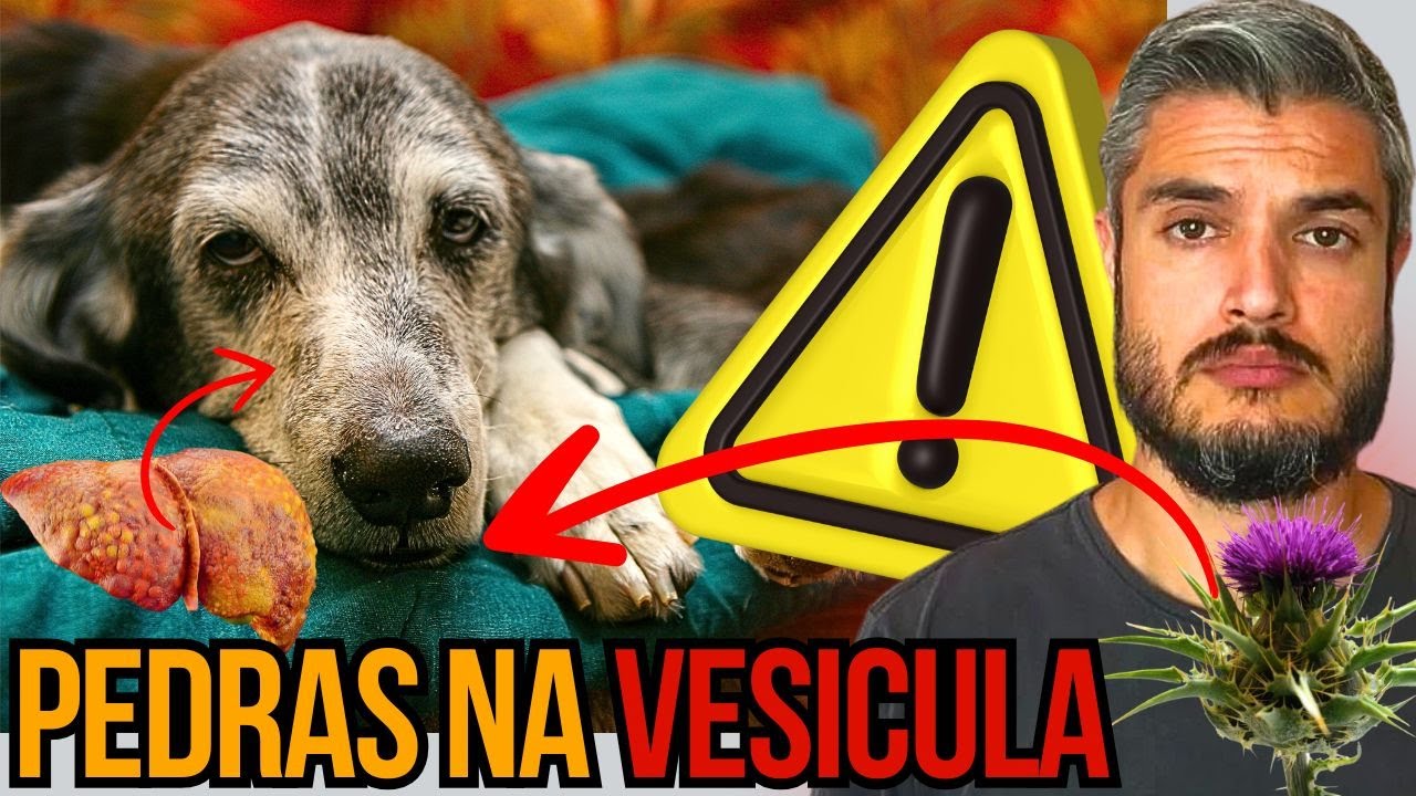 COMO RECUPERAR O FÍGADO DO CÃO COM LAMA BILEAR E PEDRAS NA VESÍCULA COM PRODUTOS NATURAIS