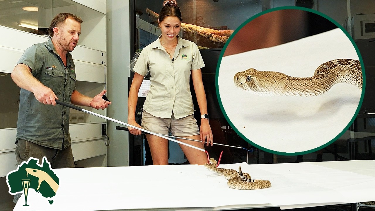 Learning To Handle DEADLIEST Exotic Snakes! | Venom Diaries