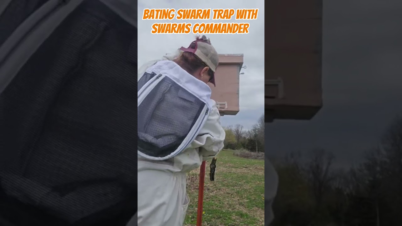 Bating a swarm trap with swarm commander