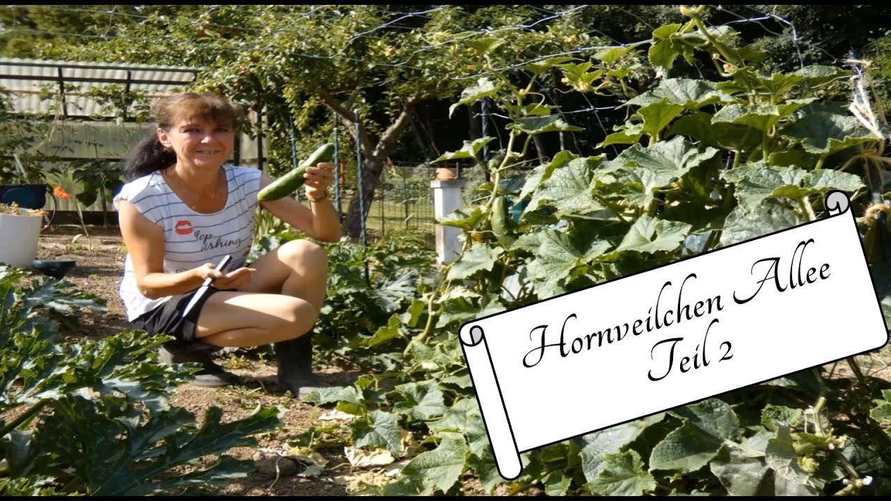 Hornveilchen Allee Teil 2