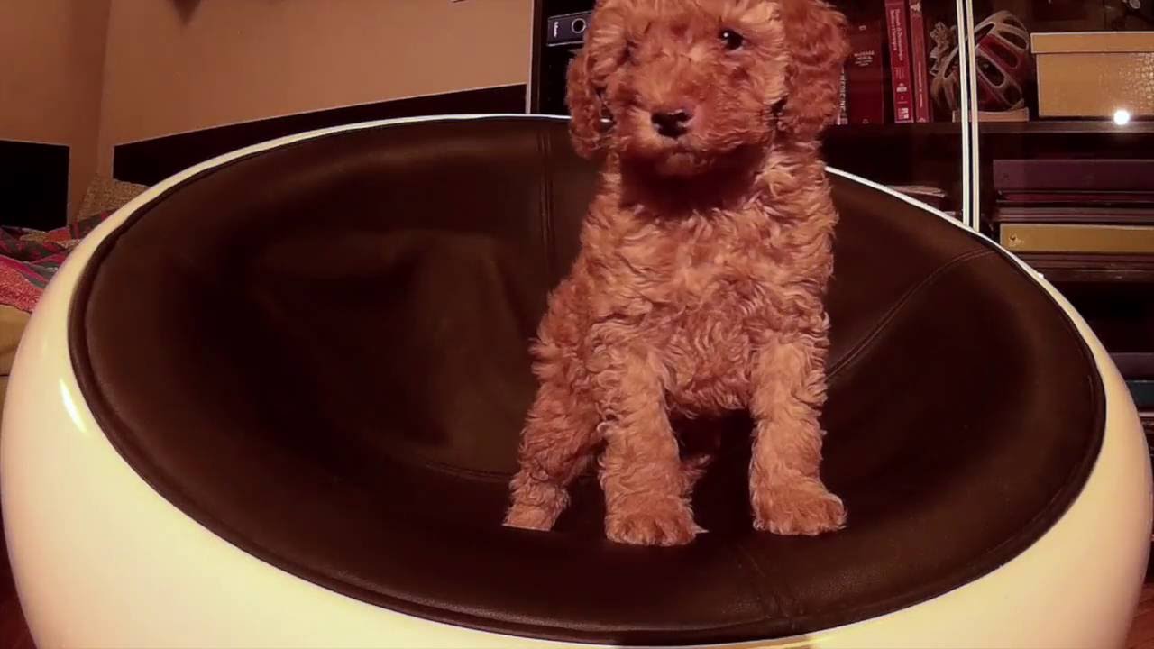 Time Lapse: filming my poodle puppy Trudi growing for 50 days while sitting in an armchair