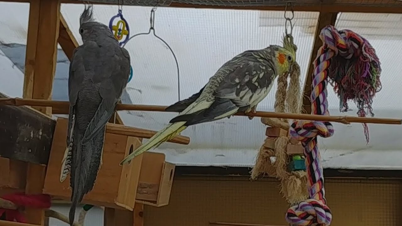 My Aviaries Today - New Arrivals - Cockatiels