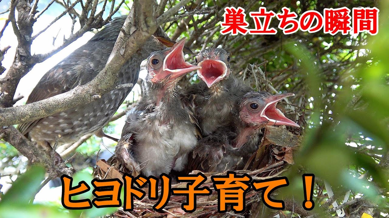 ヒヨドリの子育て♪ セミ・ヤモリを飲み込むヒナ！そして巣立ち☆彡