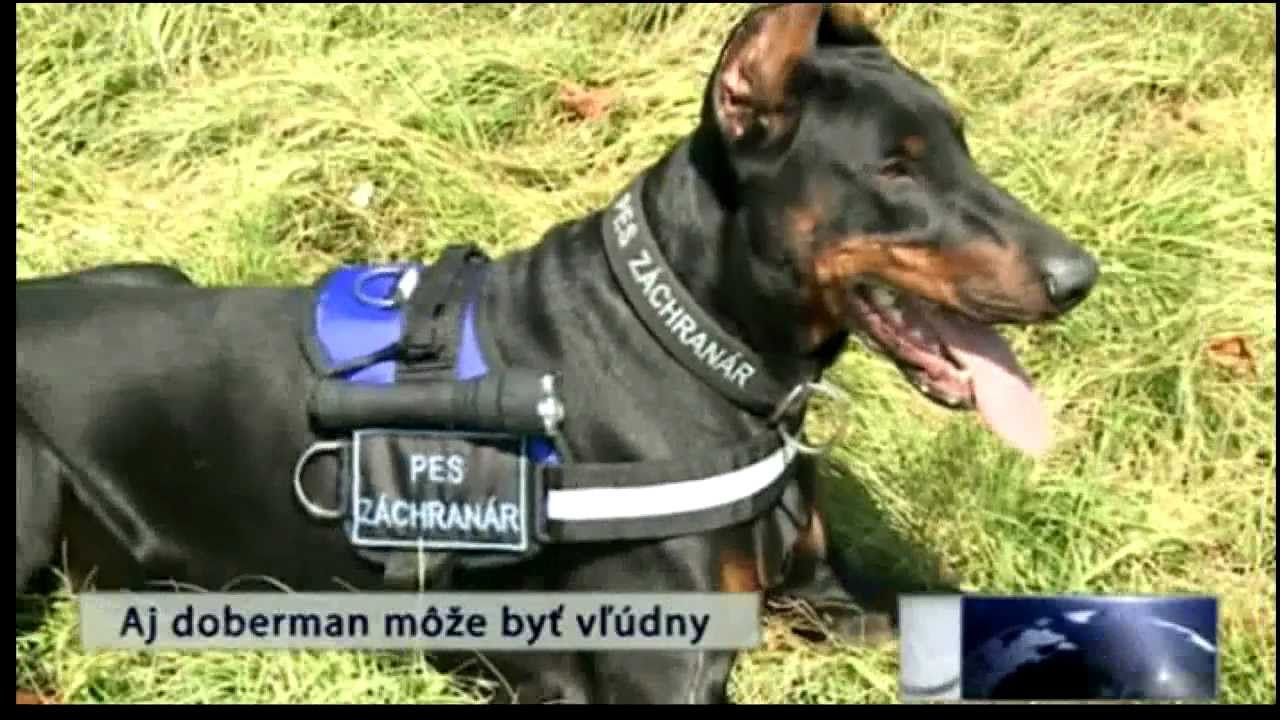 Aj doberman môže byť vľúdny