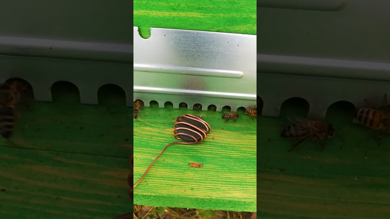 Apicultura elettroapicoltura
