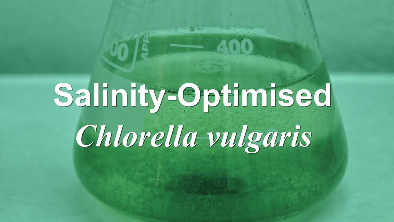 Green Feed: Advancing the Blue Economy through Sustainable Microalgae-Based Aquafeed Innovation