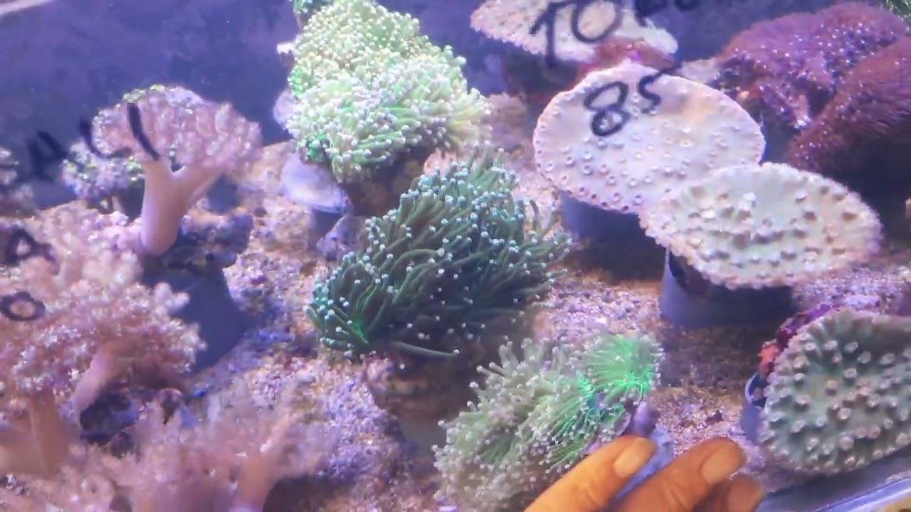 JENIS CORAL YG BISA DIRECT FEEDING DAN TIDAK