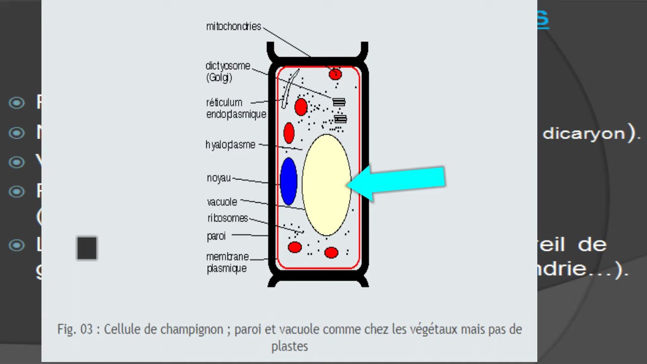les champignons cours de biologie végétale (botanique)
