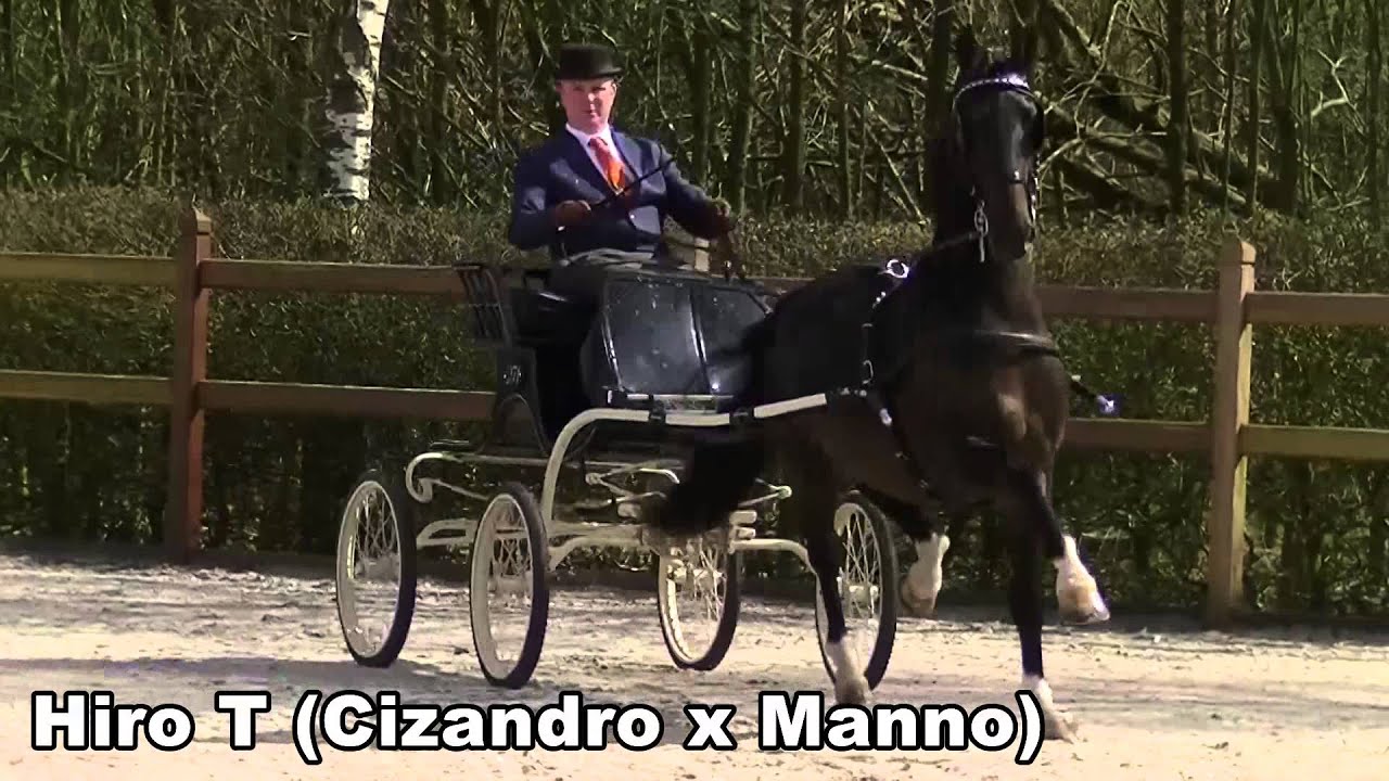 Highlights of the Dutch stallion approval; Central Test, April, 10, 2015