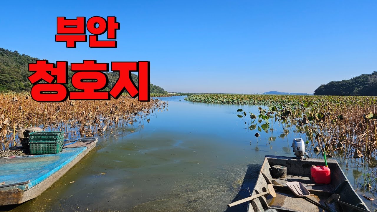 [조감독의 붕어낚시] 터가 세기로 유명한 부안 청호지/나오면 덩어리 씨알/붕어보트낚시