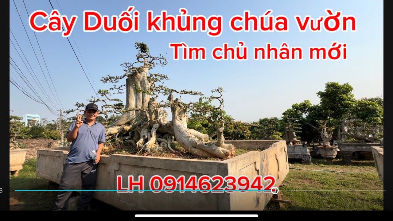 Tết đến nơi rồi bán mấy cây Duối lấy tiền tiêu Tết. Vườn Duối khủng nhất thôn sẻ cũ thanh hải LNBG