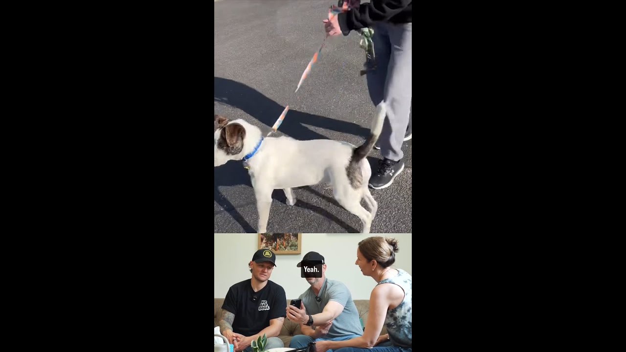 Can one e-collar vibration help a reactive dog stay calm and succeed in group training