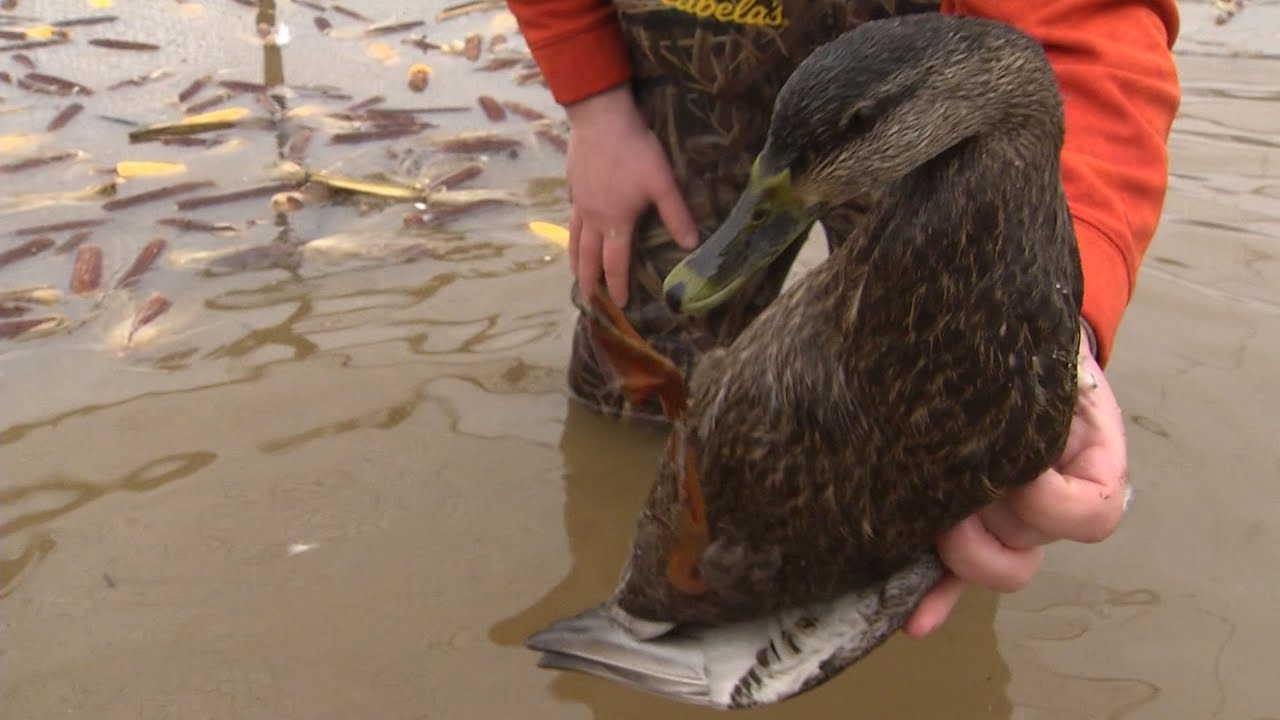 Duck Banding in Search of the Black Duck