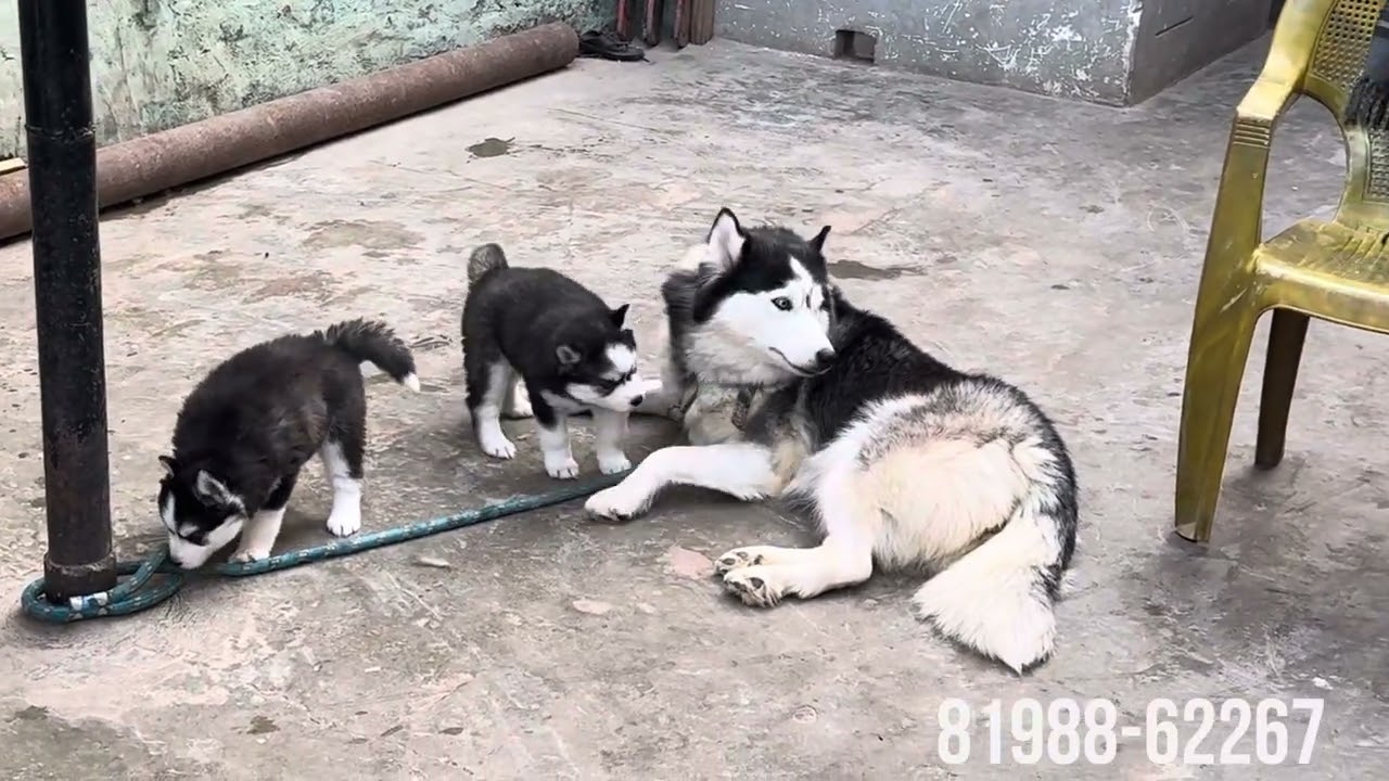 CAT || DOG || FRENCH || HUSKY || DEEPKENNALMALERKOTLA || HARDEEP #new || 2025