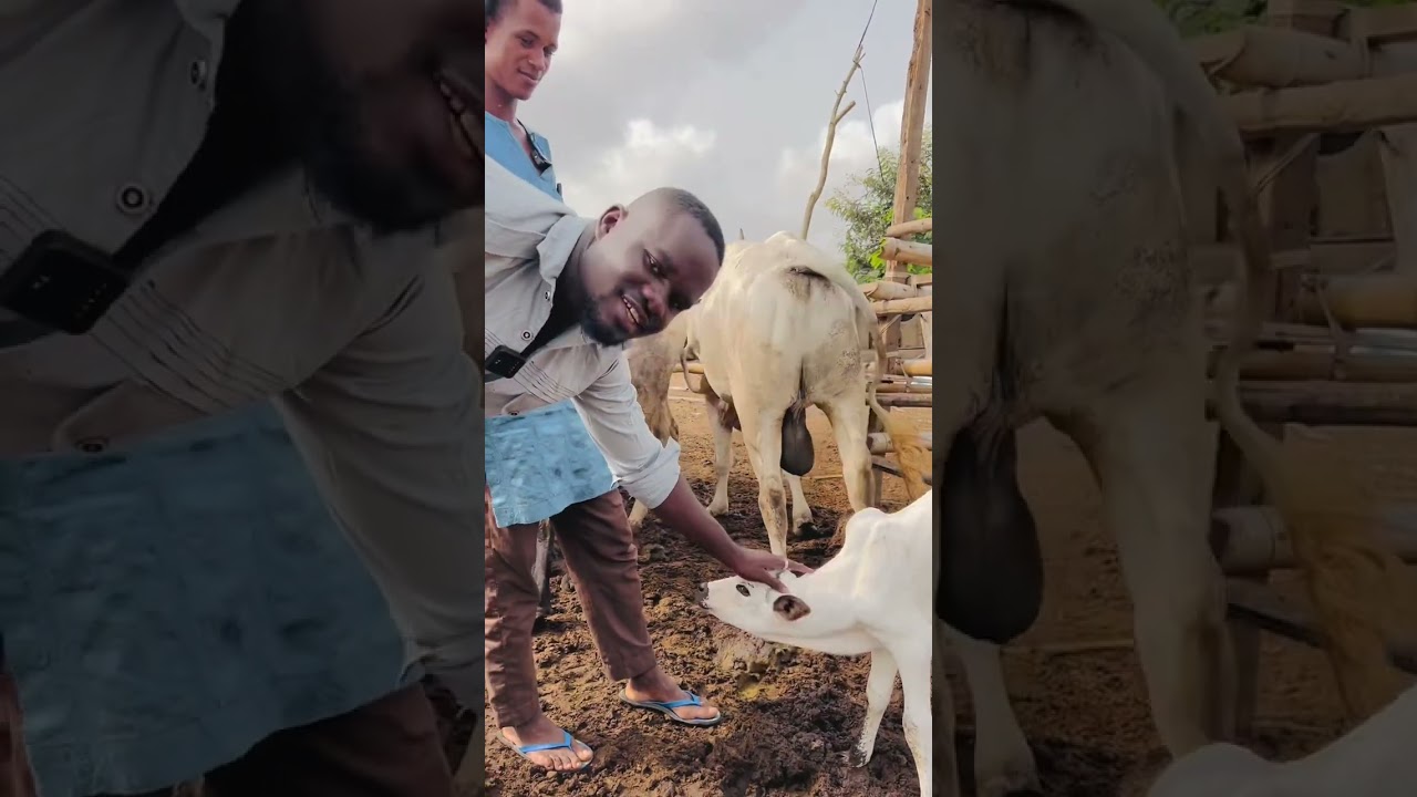 How to talk to cow 🐄 part 1 🥹🥹