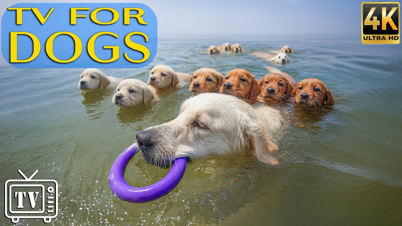 Dog TV: Best Calming Music for Dogs & Fun Entertainment Videos to Help Dogs Happy When Home Alone