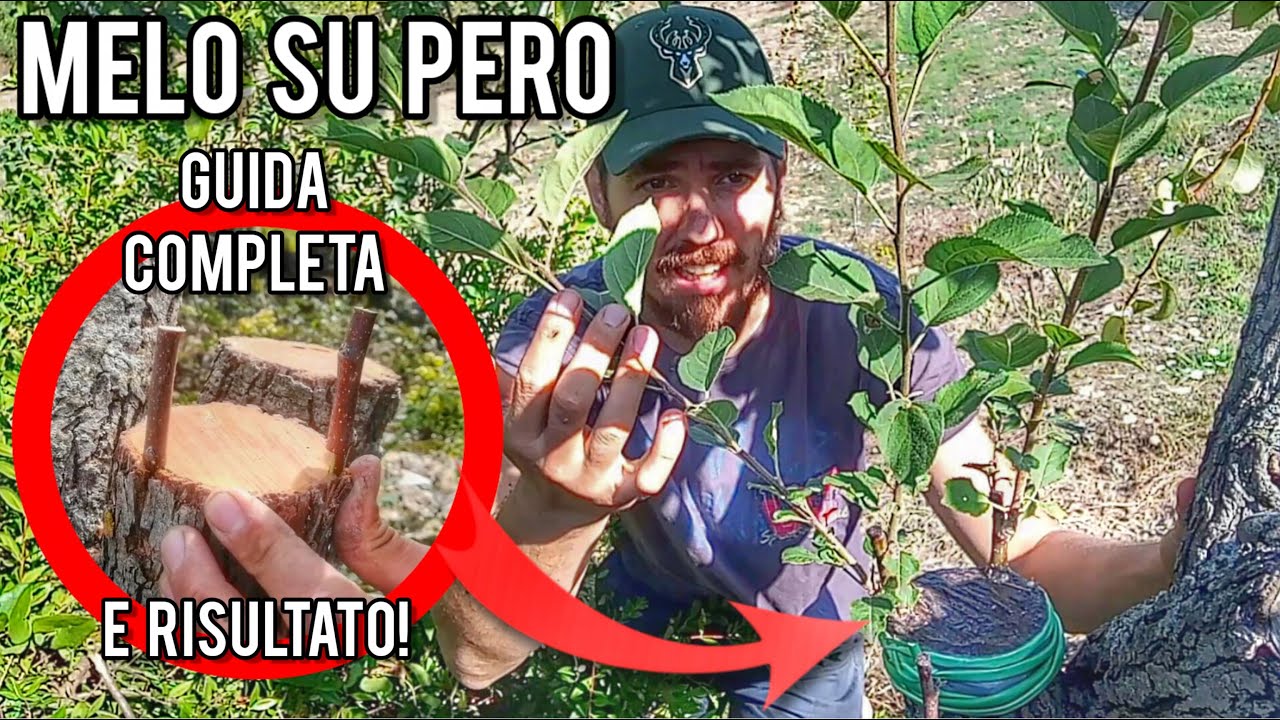 Innesti: una sola pianta per più tipi di frutta!