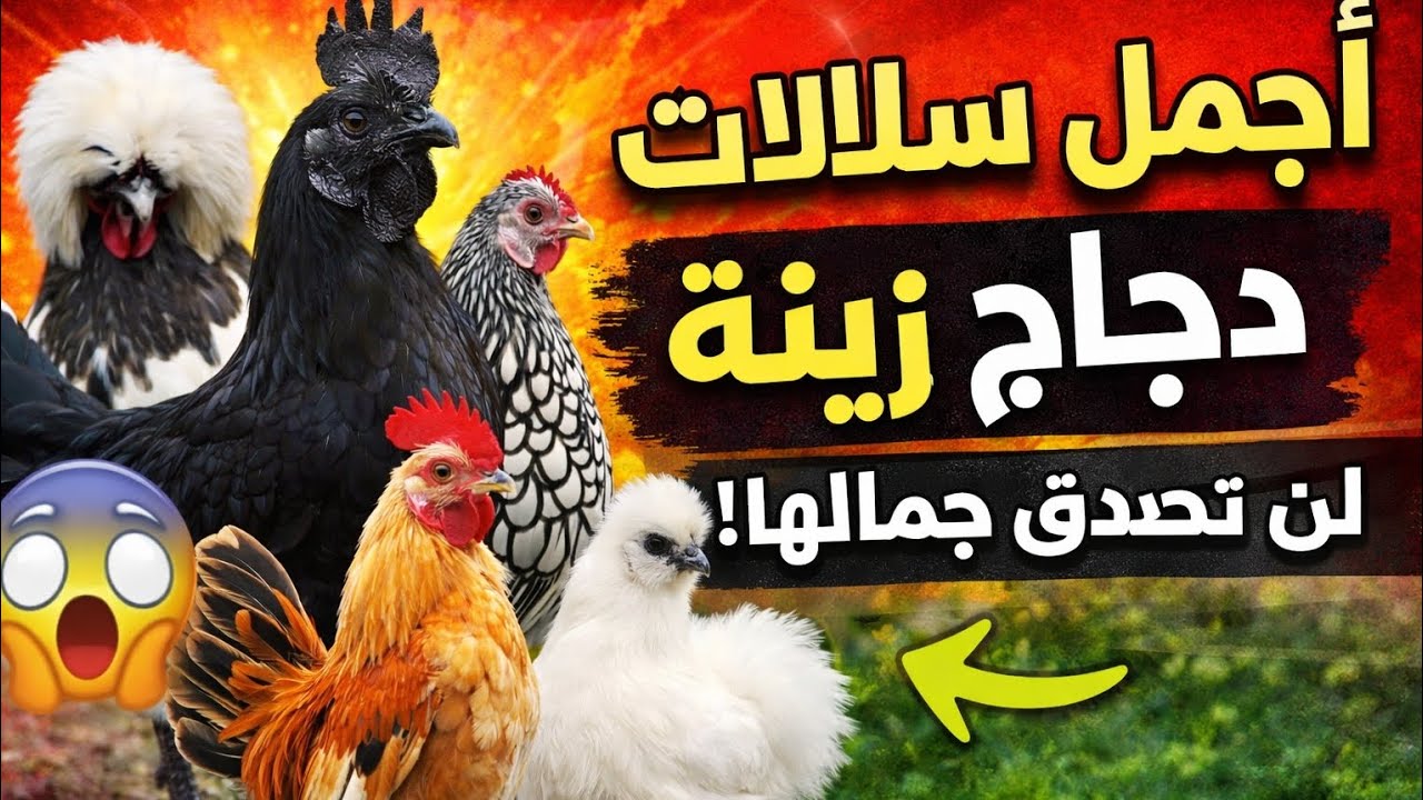 أجمل 6 سلالات دجاج زينة في العالم لن تصدق جمالها وموجودة في المغرب! 🇲🇦🐔