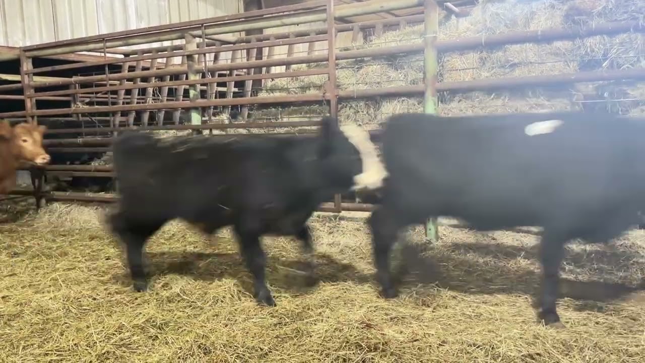 Bulls&Strs.2customers N of OKC. All together avgaged 397.06 Lbs. www.johnredditt.com 615-606-6216