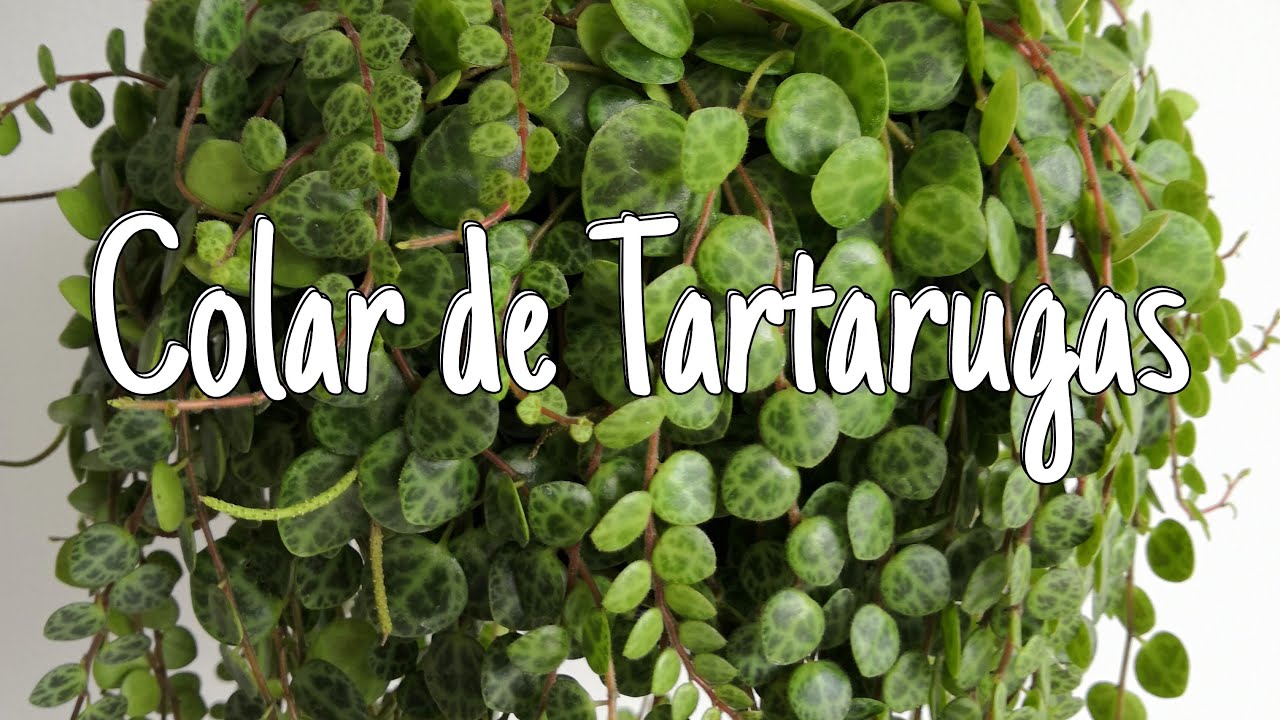Planta suculenta rara: Colar de Tartarugas! Como cuidar da peperomia prostata, suculenta de sombra