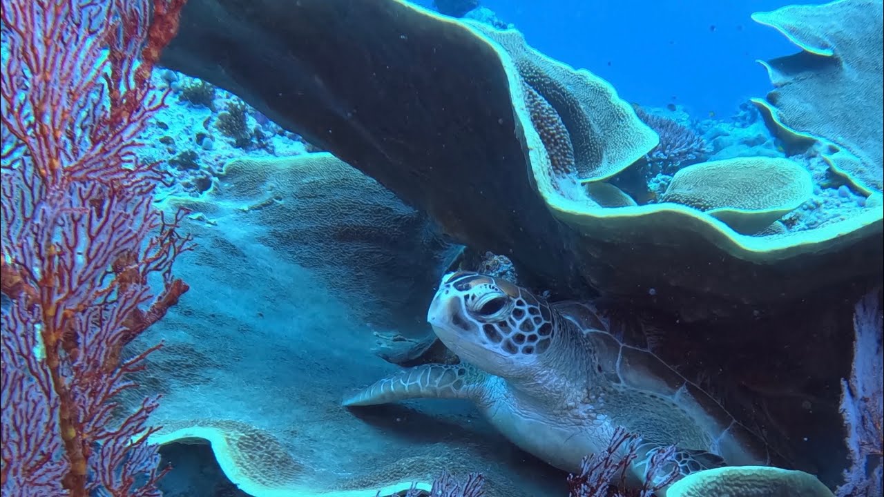 Palau diving for a week Feb 2025