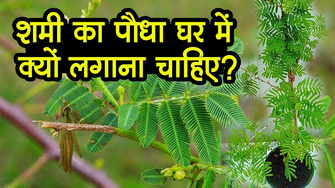 शमी का पौधा घर में क्यों लगाना चाहिए | Shami plant | shami ka paudha