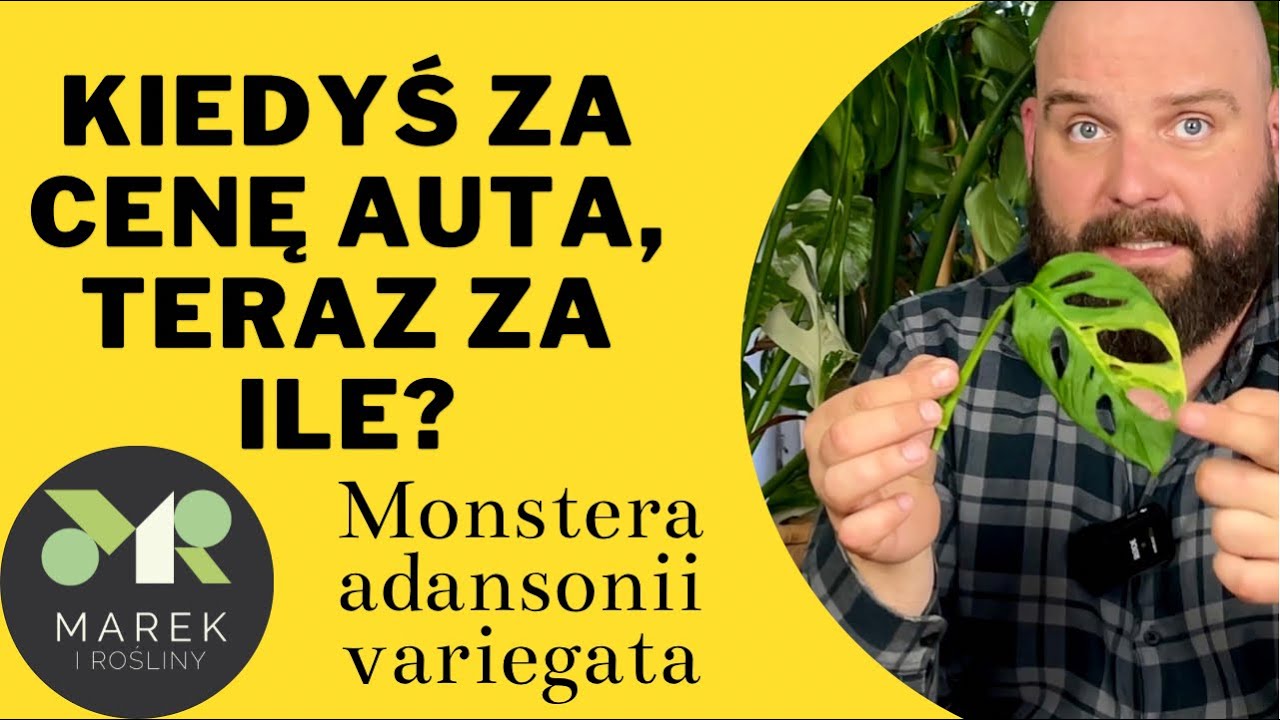 Kosztowała tyle, co auto🤯 Ile jest warta obecnie? Kolekcjonerska Monstera adansonii variegata