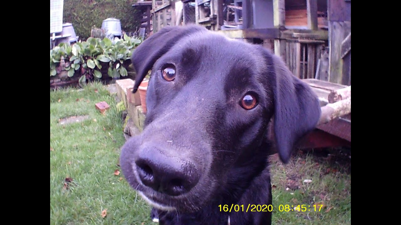 Cheap and Cheerful Action Cam Field Test Goodmans