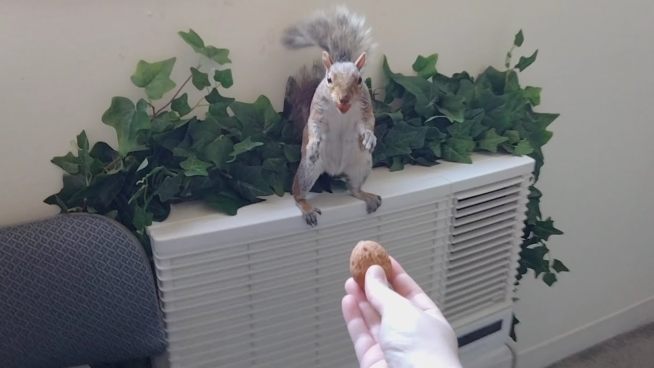 Squirrel comes inside my home and does nut trading
