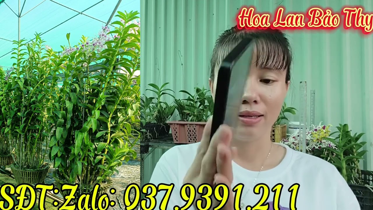 Hoa vừa đẹp,vừa thơm,giá yêu thương,kính mời cả nhà,12-12-2024 (HoaLanBảoThy)