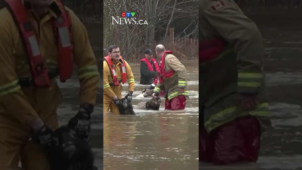 Flood rescue: Woman, dog, and several sheep rescued from flood waters