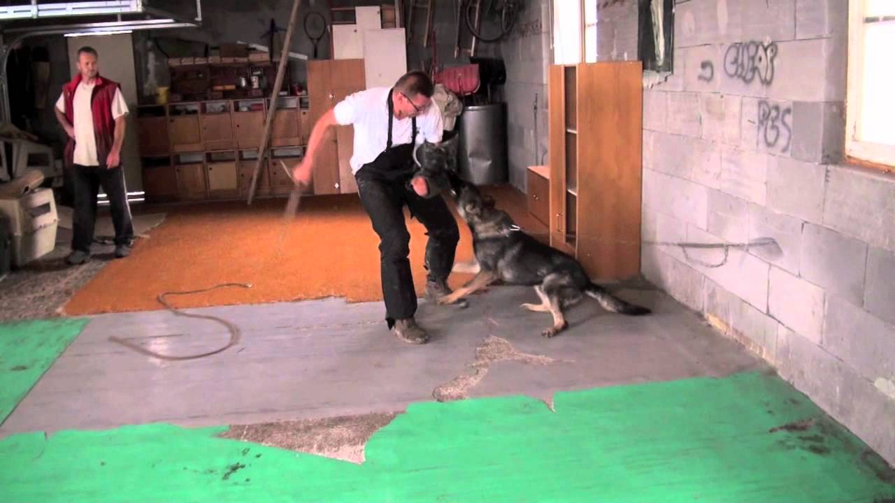 Falco K9 Academy Video Blog 010