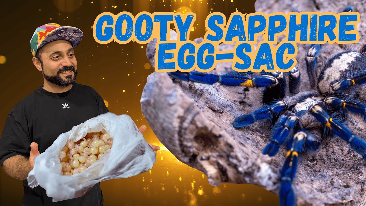Gooty Sapphire tarantula had babies - How to pull an egg sac