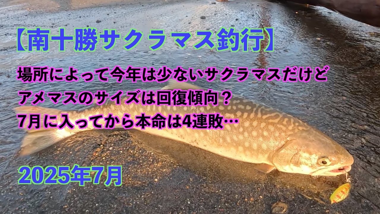 【南十勝サクラマス釣行】場所によって今年は少ないサクラマスだけどアメマスのサイズは回復傾向？7月に入ってから本命は4連敗…2025年7月