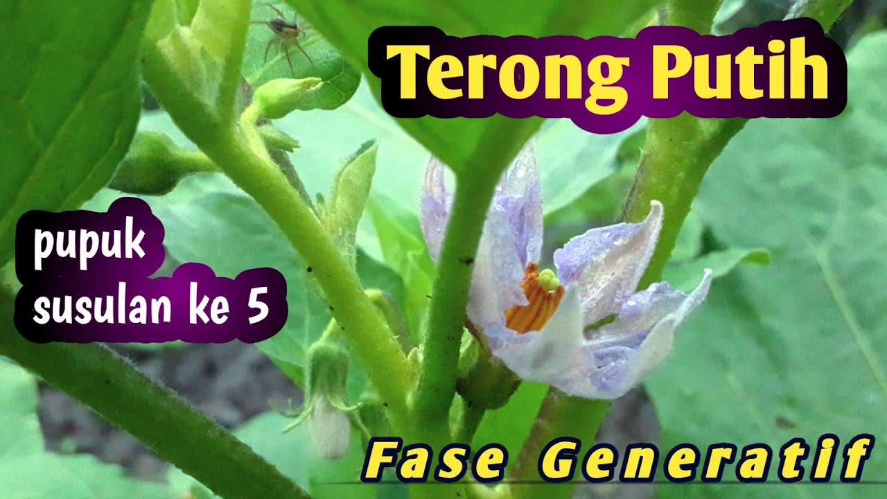 Pemupukan Terong Putih Yang ke 5 di Usia 35 HST | Fase Generatif