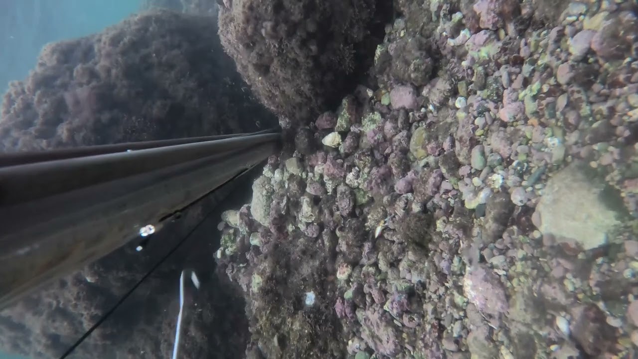 Pesca sub: Grossi polpi e seppia gigante ☀️☀️🐙🐙