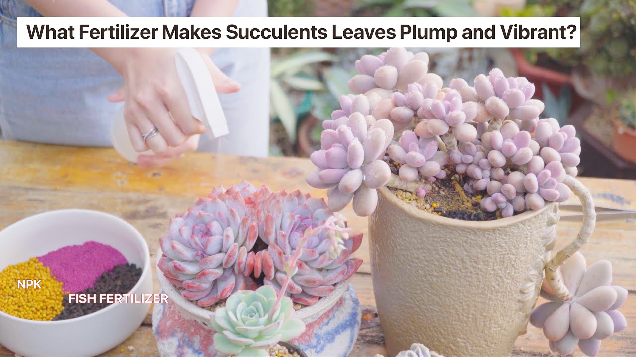 FERTILIZER SUCCULENTS - What Fertilizer Makes Succulents Leaves Plump and Vibrant? // Joy Garden