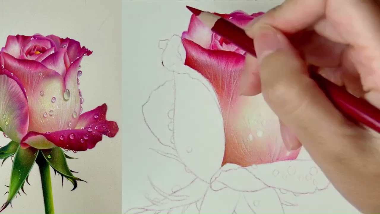 Detailed Tutorial on Orange Roses Draw in Simple and Easy Way 