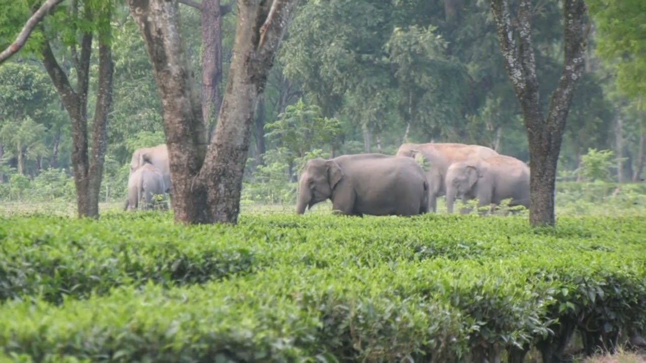 Elephant Vlog Bamunjuli T E