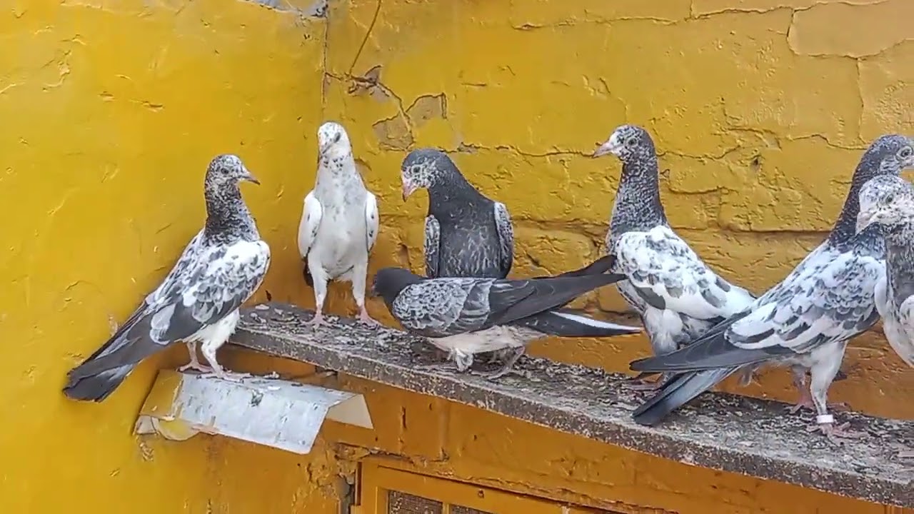 top class perwazi+breeder bachay for sale location kasur please subscribe my channel