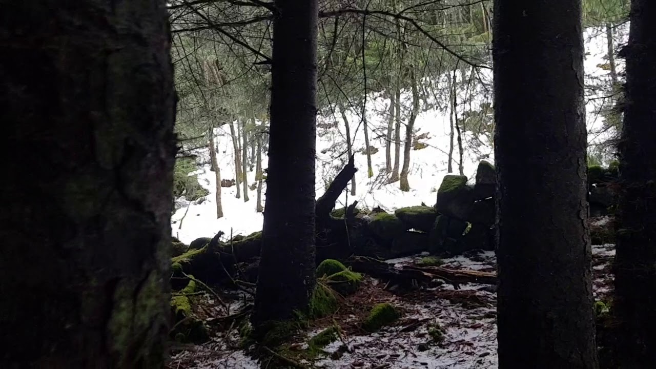 Schillerstøver Tilda.