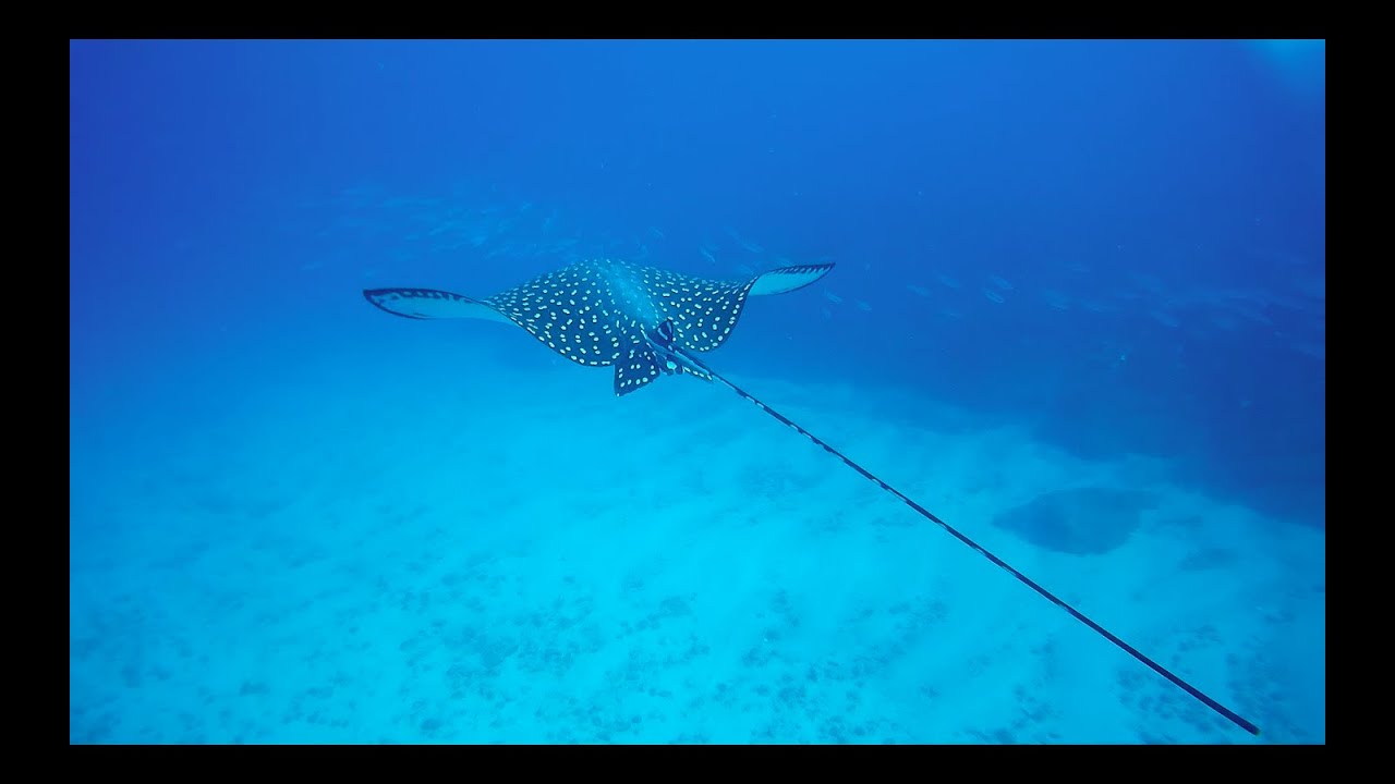 Playa Flamingo, Costa Rica: Behind the lens of a dive instructor