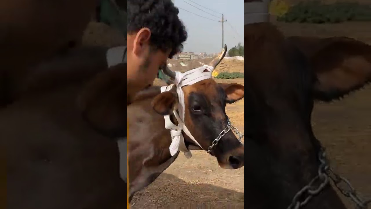 اجدد عروض التاجر الفصيح حمادة الهيتي وحياة اهل الريف0