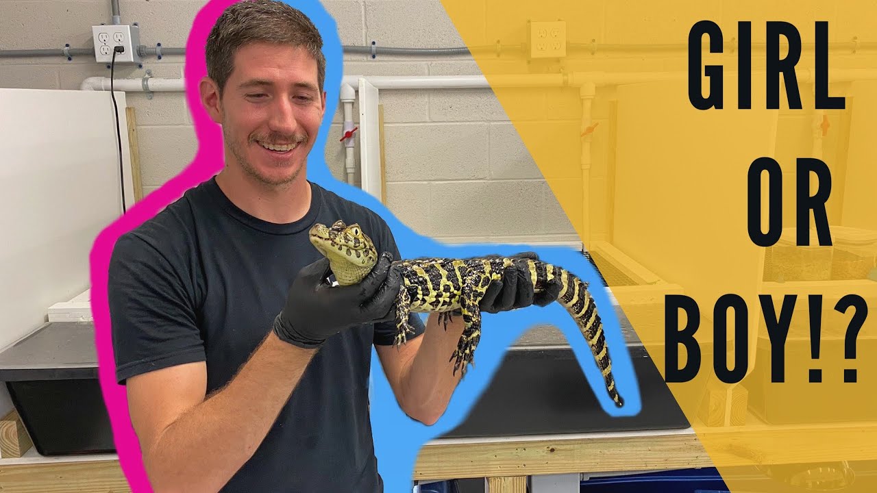 Gender Reveal!! Baby Crocodile Edition