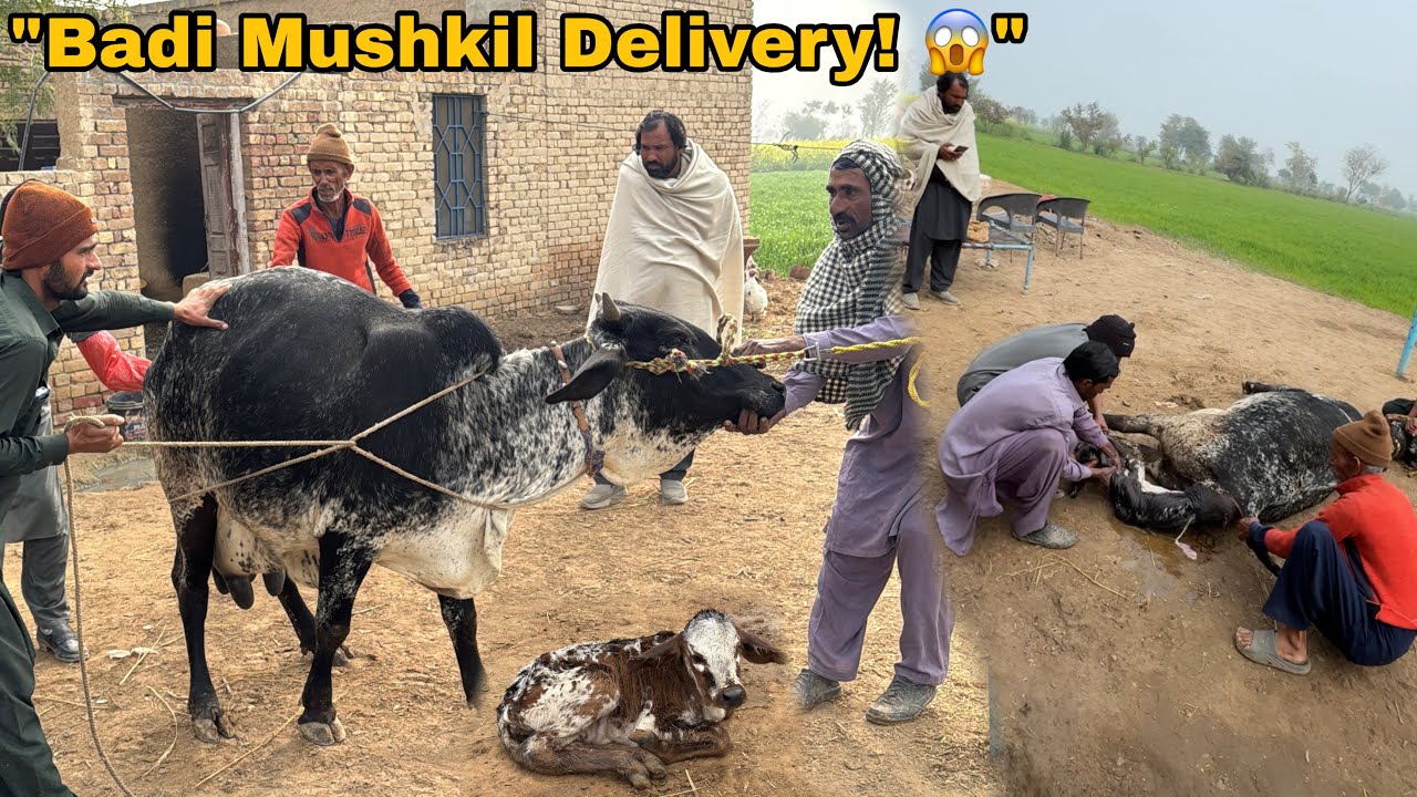 "Badi Mushkil Ke Baad Cholistani Gaye Ki Delivery Ho Gayi | MaashAllah Naya Mehmaan Aa Gaya!"